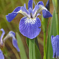 Iris setosa 'Baby Blue'